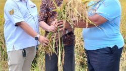 Panen 10 Hektar Padi Unggulan PS-08 Jadi Bukti Nyata Revolusi Pertanian di Banten