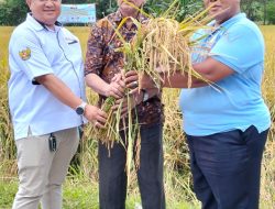 Panen 10 Hektar Padi Unggulan PS-08 Jadi Bukti Nyata Revolusi Pertanian di Banten