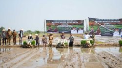 Walikota Metro Bersama Kejaksaan Metro Menanam Padi Guna Menjaga swasembada Dan Ketahanan Pangan