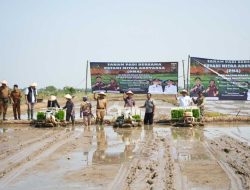 Walikota Metro Bersama Kejaksaan Metro Menanam Padi Guna Menjaga swasembada Dan Ketahanan Pangan